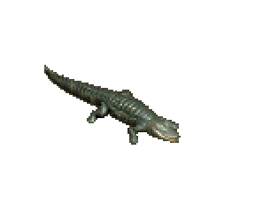 鱷魚