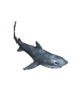 鯊魚