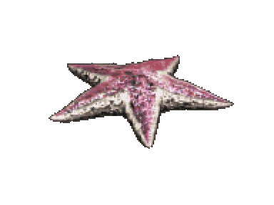 海星